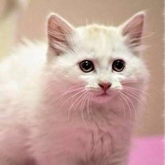 Meet your Posher, Misha - Picture 1 of 1